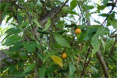 Pyrenacantha volubilis